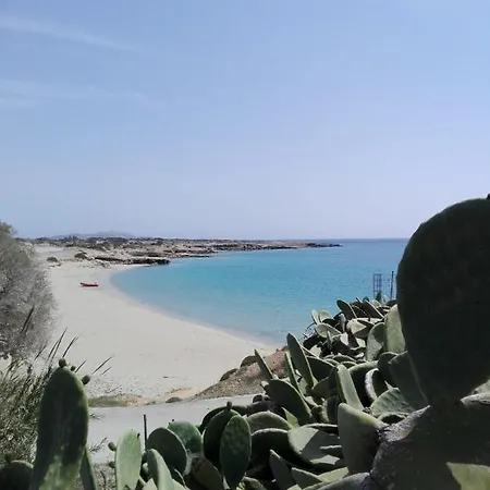 Palmhouses * Afiartis