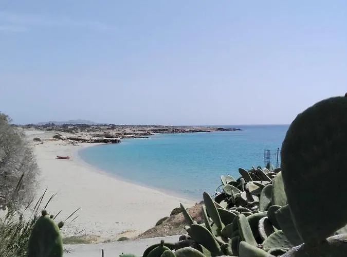 Palmhouses * Afiartis